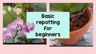 Orchid repotting in five easy steps for beginners [upl. by Coyle672]