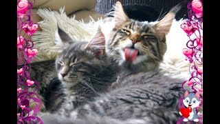 Cute Cats Hugging Compilation Funny Maine Coon Ziko [upl. by Sedda761]