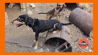 An Abused Chained Dog and his Stray Friend Are Rescued Part 1 [upl. by Origra]