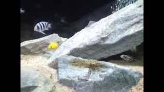 150 gallon Tanganyika Cichlid community tank 2 MONTHS [upl. by Kazue]