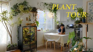 Relaxing Plant Tour  my entire houseplant collection [upl. by Ardnuahsal566]