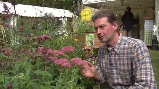 Le SEDUM des JARDINS BON pour les INSECTES et pour lHOMME  PLANTATION et ENTRETIEN [upl. by Trocki]