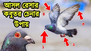 আসল রেসার কবুতর চেনার উপায়  ভালো রেসার কবুতর কিভাবে চিনবেন  How to Identify Original Racer Pigeon [upl. by Enneillij566]