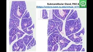 Salivary glandshistology practicalvirtual microscope [upl. by Ramedlab]