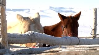 Tsagaan sar zuraglal [upl. by Juno]