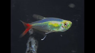 グラスブラッドフィン Glass Bloodfin Tetra Prionobrama filigera [upl. by Hills]