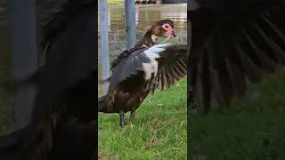 Flapping muscovy duck [upl. by Ecnaret580]