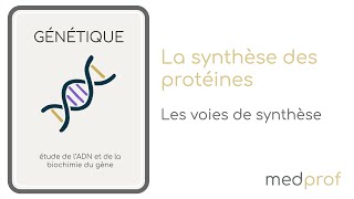 BIO CELL  La synthèse des protéines [upl. by Edwina243]