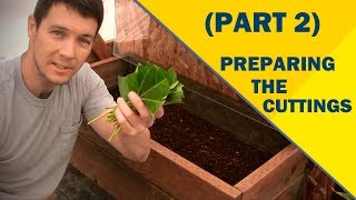 Propagate Plants Like a Pro Part 2  Preparing the Cuttings of English Laurel [upl. by Rafi480]