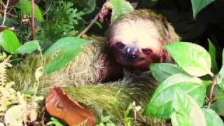 Brownthroated threetoed sloth Bradypus variegatus [upl. by Humpage258]