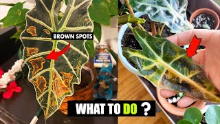 How to fix Brown spots on Alocasia leaves [upl. by Islehc748]