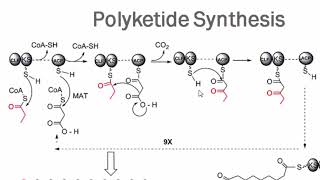 Amphotericin B  Medicinal Chemistry [upl. by Suvart]