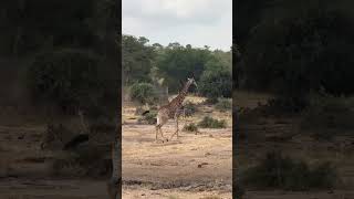 Giraffe Running animals wildlife [upl. by Kalman637]