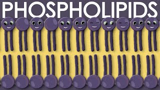 Phospholipids types structure and function [upl. by Kcirnek]