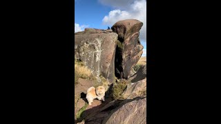 Bella Chow Chow up the hills and rocks at Upper Hulme Leek [upl. by Mccreary]