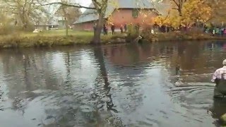 Karpfenteich abfischen in Kollerup [upl. by Haberman267]