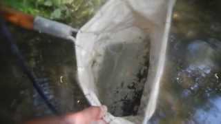 Benthic Macroinvertebrates Sampling [upl. by Jann]