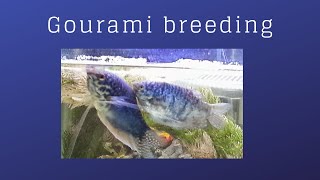 3 spot Blue amp Opaline Gourami Breeding [upl. by Assenav]