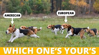 3 Types of Beagles Which Ones Yours [upl. by Yliah]