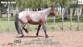 LOTE 11 AMELIA SALPAY [upl. by Clifton]