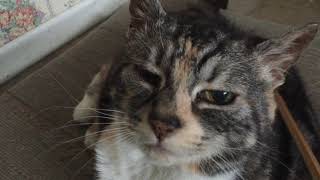 Senior Cat Gets Back Scratched with Back Scratcher  ASMR [upl. by Arbba]