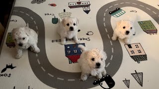 4 super cute 1 month old Maltipoo puppies crying [upl. by Orelu535]