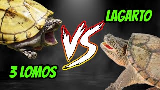 Tortuga LAGARTO VS 3 LOMOS [upl. by Hgielra837]