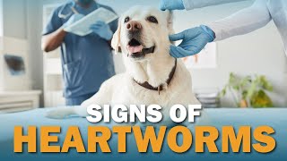 Signs Your Dog May Have Heartworms  Talkin Dogs [upl. by Nnayrrehs]