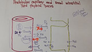 Renal interstitial hydrostatic pressure  Interstitial colloid osmotic pressure [upl. by Eyma998]