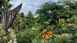 ASMR Sounds for Relaxing  Conversation between butterflies and bees  Natural sounds [upl. by Breana]