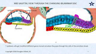 Embryology Gastrulation The Process of Forming the Primitive Streak and Three Germ Layers [upl. by Eiramalegna]