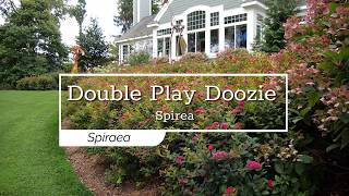 30 Seconds with Double Play Doozie® Spirea [upl. by Lenroc]