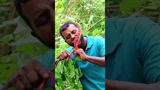 Erabadu  Coral Erythrina flower asmr eating flowers asmr asmreating coral Erythrina [upl. by Allcot]