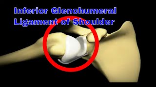 Inferior Glenohumeral Ligament Key to Shoulder Stability 하부 견갑상완 인대 어깨 안정성의 핵심 [upl. by Russian]