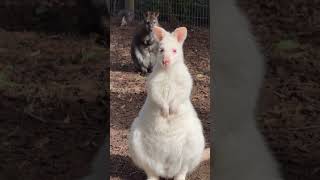 Albinos Wallaby [upl. by Krenn]