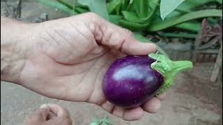 बैंगन organic brinjal [upl. by Ailedamla]