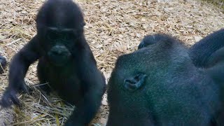 Baby Makongo Reunites with Family amp Heartwarming Moments with Sister Nala [upl. by Hawger398]