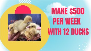 Make 500 per WEEK with only 12 ducks it’s easier than you think [upl. by Saffier]