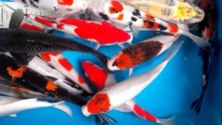 Koi Paket Mix 15 ekor Grade A 2730cm [upl. by Rraval]