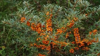 ⟹ SEABERRY  Hippophae Rhamnoides  A LOOK AT THE SEA BUCKTHORN [upl. by Lamaaj192]