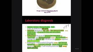 Microbiology particleEnterobacteriaceae SalmonellaShigella [upl. by Hashimoto]