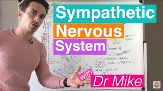 Sympathetic Nervous System [upl. by Byrle]