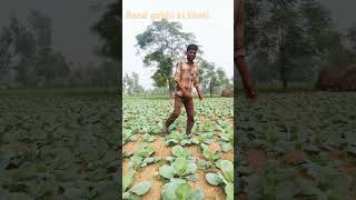 Band gobhi ki kheti please dost ko call kar lo Bhojpuri khesari Lal [upl. by Atinal]