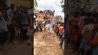 POONGULAM LAVANYA EXPRESS KADUVETTI GURU 🥵eruthukattu jallikattu jallikattukaalai [upl. by Vincenty]