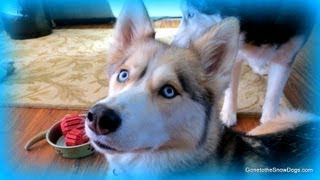 Are Shelby and Oakley Okay Is owning a Dog worth it FAN FRIDAY 89 [upl. by Nnanerak]