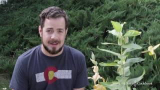 Harvesting and planting Milkweed seeds [upl. by Odnala573]