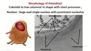 Osteoblast bone forming cell [upl. by Alston]