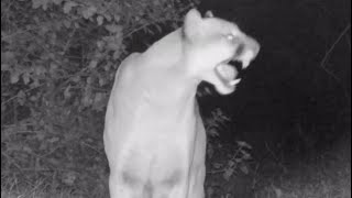 Mountain Lion Screams Two Cougars Calling Out To Each Other And Striking Up A Courtship [upl. by Dur]