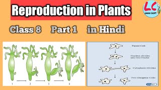 Reproduction in Plants  Class 8  in Hindi [upl. by Imray]