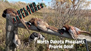 North Dakota Pheasant Hunting Prairie Gold [upl. by Nnylatsyrk]